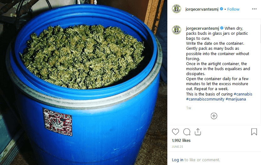 Jorge Cervantes Instagram Cannabis influencers